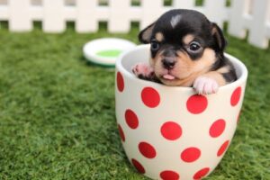 What Makes a Dog Drink Too Much, and When Should You Take It to the Vet?