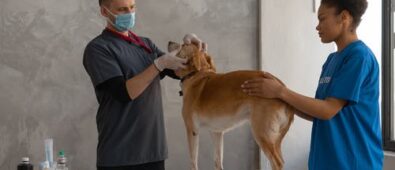 How to Treat Typical Orthopedic Injuries for Pets?