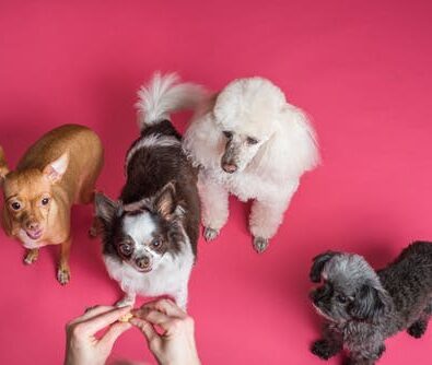 4 Pet Pampering Tips You Should Know About
