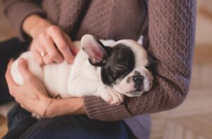 Pet Health Problem: Orthopedic Crisis You Should Be Aware Of