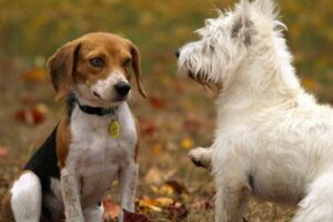 Types of Pet Services Every Pet Owner Should Know