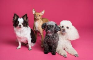 5 Reasons Dogs Should Attend Daycare