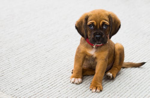 Dog Health Concern: How Do I Keep My Pet’s Eyes Healthy?