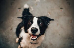 Pet Adoption: Essential Things You Need to Consider