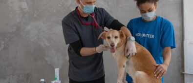 Strategies to Take Prior to Pet Vaccination Appointments