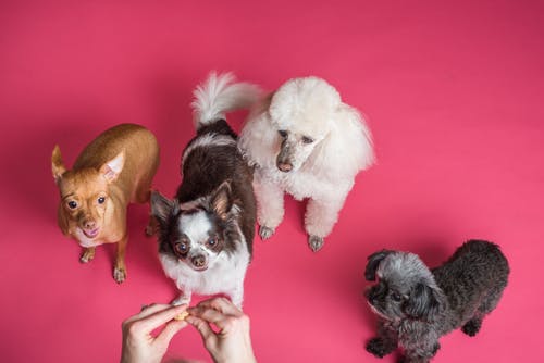 4 Pet Pampering Tips You Should Know About