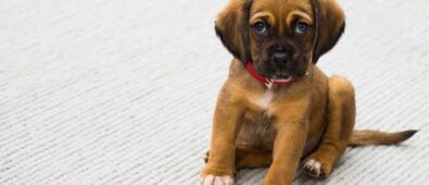 Pet Care 101: What Should You Do in a Pet Emergency?