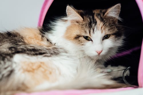 Dental Conditions That Are Common in Elderly Cats