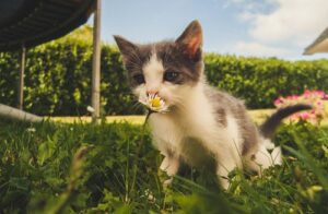 Starting Your Young Pet’s Health Journey