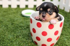 Top 10 Vet Services Every Pet Owner Should Know About